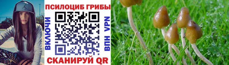 Псилоцибиновые грибы Psilocybine cubensis  Воронеж 